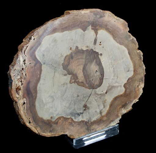 / Inch Unpolished Petrified Wood Slab - Oregon #3184